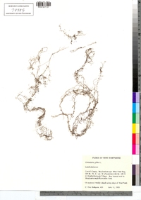 Utricularia gibba image