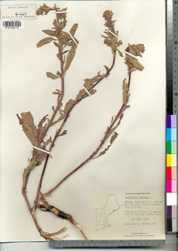 Oenothera biennis image