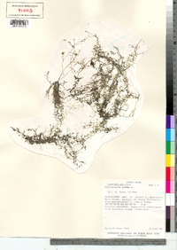 Utricularia gibba image