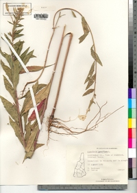 Oenothera parviflora image