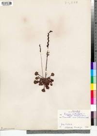 Drosera rotundifolia image