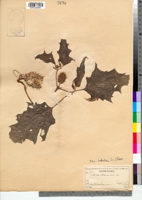 Datura stramonium image