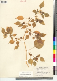 Physalis philadelphica image