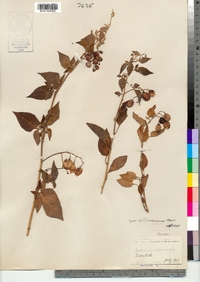 Solanum dulcamara image