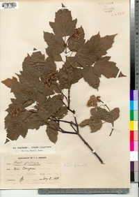 Acer ginnala image