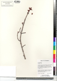 Acer rubrum image