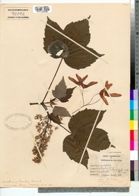 Image of Acer opulifolium
