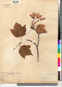 Acer rubrum image