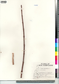 Acer saccharinum image