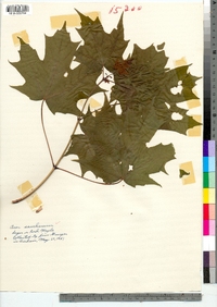 Acer saccharum image