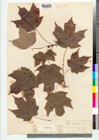 Acer saccharum image