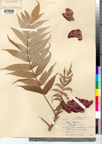 Rhus typhina image