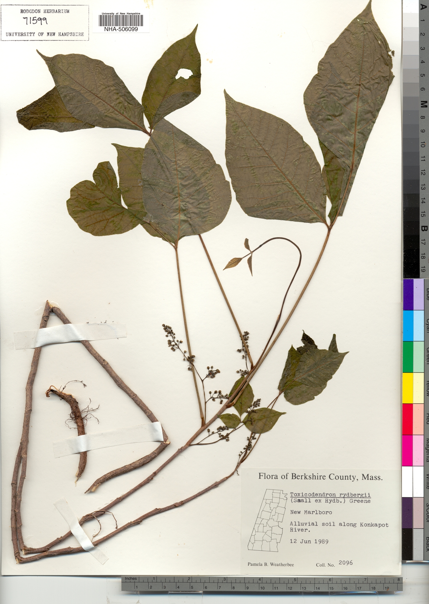 Toxicodendron rydbergii image