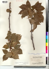 Toxicodendron rydbergii image