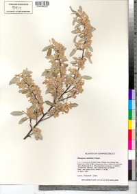 Elaeagnus umbellata image