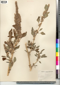 Amaranthus retroflexus image