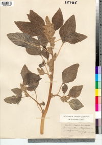 Amaranthus retroflexus image