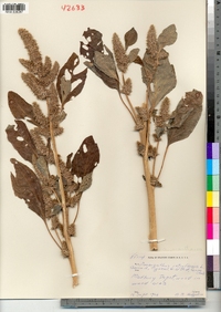 Amaranthus retroflexus image