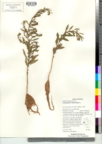 Chenopodium ambrosioides image