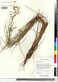 Juncus acuminatus image