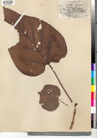 Catalpa speciosa image