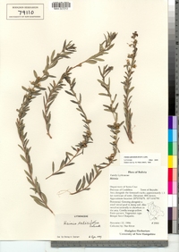 Image of Heimia salicifolia