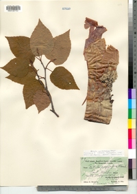 Betula papyrifera var. cordifolia image