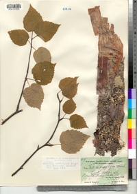 Betula papyrifera var. cordifolia image