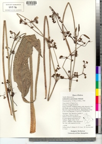 Echinodorus paniculatus image