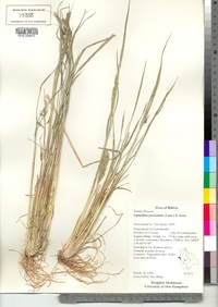 Leptochloa fusca ssp. fascicularis image