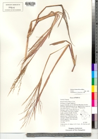 Panicum dichotomiflorum image