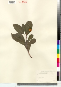 Celastrus scandens image