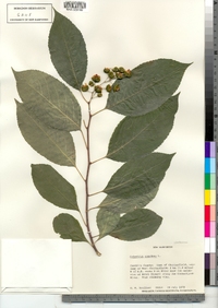 Celastrus scandens image