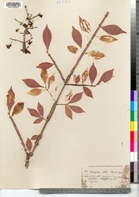 Euonymus alatus image