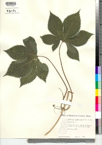 Humulus japonicus image