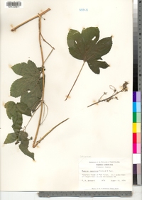 Humulus japonicus image