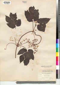 Humulus lupulus image