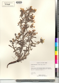Image of Arnebia decumbens