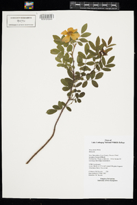 Rosa nitida image