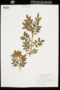 Rosa nitida image