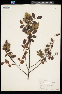 Rosa virginiana image