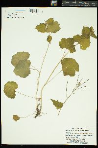 Alliaria petiolata image