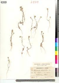 Alyssum alyssoides image