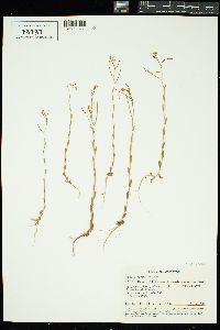 Image of Arabis auriculata