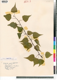 Betula populifolia image