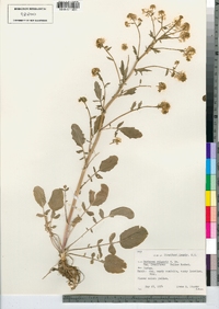 Barbarea vulgaris image