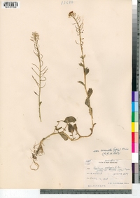 Barbarea vulgaris image