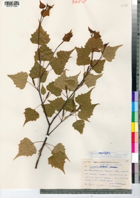 Betula populifolia image