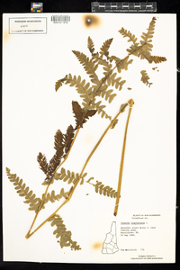 Osmunda claytoniana image