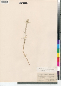 Cardamine parviflora image